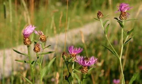 Blumen