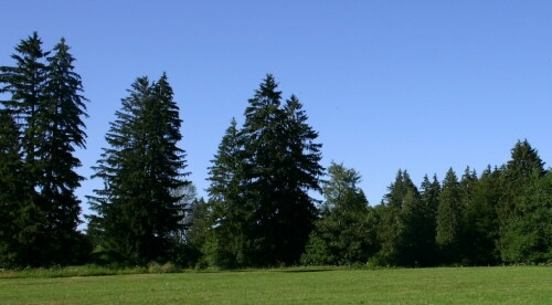 Bäume auf einer Wiese